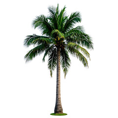 Tall Coconut Palm Tree with Straight Trunk and Dense Fronds, Front View, Isolated PNG