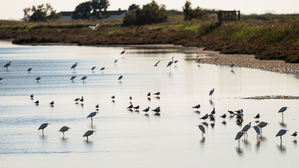 wildlife inside the lagoon of the Po river Delta, Comacchio, Ferrara, Italy