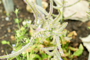 Russian statice or Limonium Suworowii plant in Saint Gallen in Switzerland 22.7.2025
