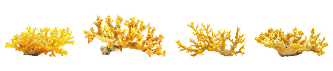 A collection of natural, bright yellow coral reef fragments isolated on a transparent background. PNG