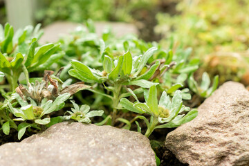 Evax Pygmaea plant in Saint Gallen in Switzerland 22.7.2025