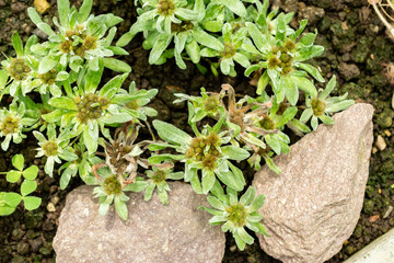 Evax Pygmaea plant in Saint Gallen in Switzerland 22.7.2025