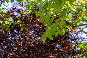 Close-up of vibrant green walnut tree leaves illuminated by sunlight. Selective focus