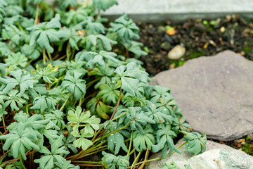 Silver shamrock or Oxalis Adenophylla plant in Saint Gallen in Switzerland 22.7.2025