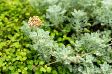 Tanacetum Argenteum plant in Saint Gallen in Switzerland 22.7.2025