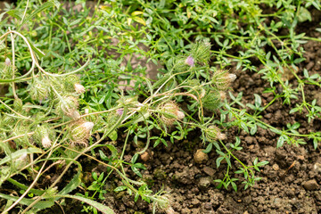 Atractylis Cancellata plant in Saint Gallen in Switzerland 22.7.2025
