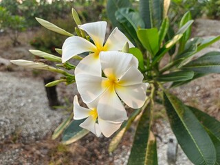 yellow plumeria flower