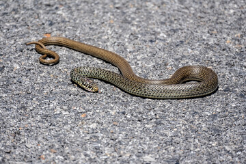 Balkan snake in the wild on a sunny day in August in Greece