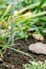 Zephyranthes Primulina plant in Saint Gallen in Switzerland 22.7.2025