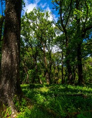 Obraz premium Lush forest scene with sunlight filtering through trees