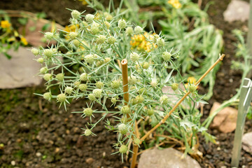 Eryngium Corniculatum plant in Saint Gallen in Switzerland 22.7.2025