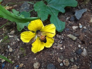 Honey bees look for nectar in yellow flowers.