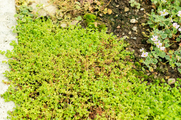 Corsican mint or Mentha Requienii plant in Saint Gallen in Switzerland 22.7.2025