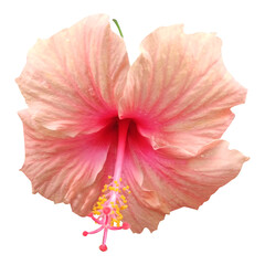 pink hibiscus flower isolated on white background