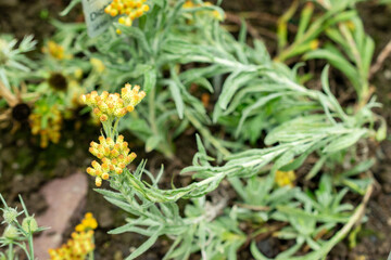 Helichrysum Compactum plant in Saint Gallen in Switzerland 22.7.2025