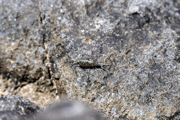 insects in the wild on a sunny day in August in Greece