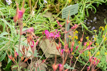 Pelargonium Endlicherianum plant in Saint Gallen in Switzerland 22.7.2025