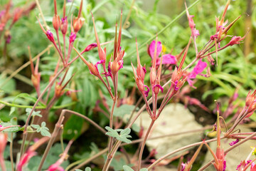 Pelargonium Endlicherianum plant in Saint Gallen in Switzerland 22.7.2025