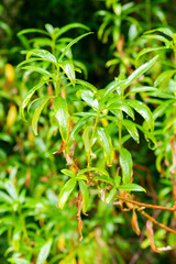 Gum rockrose or Cistus Ladanifer plant in Saint Gallen in Switzerland 22.7.2025