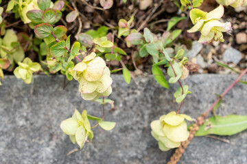 Round leaved oregano or Origanum Rotundifolium plant in Saint Gallen in Switzerland 22.7.2025
