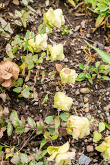 Round leaved oregano or Origanum Rotundifolium plant in Saint Gallen in Switzerland 22.7.2025
