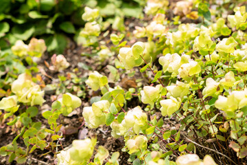 Round leaved oregano or Origanum Rotundifolium plant in Saint Gallen in Switzerland 22.7.2025