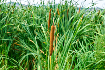 Tall cattails stand out amidst vibrant green foliage
