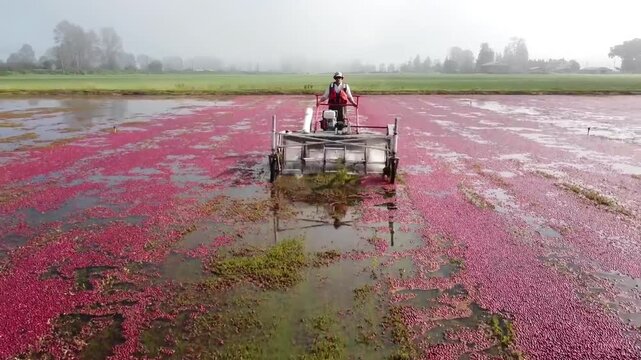 farmer on cranberry harvest machine move in vast flooded cranberry bog