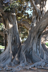 Detailed view of massive intertwined roots and trunk of a banyan tree with green foliage in...
