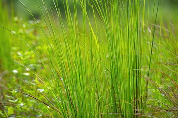 Close-up view of vibrant green grass blades