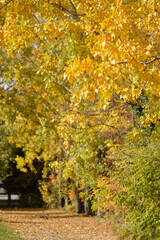 poplar trees with golden autumn leaves in sunlight