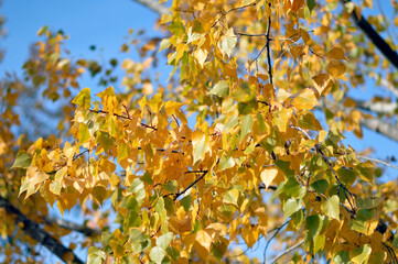 poplar trees with golden autumn leaves in sunlight