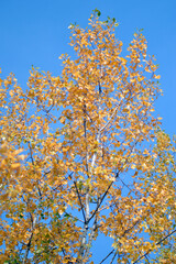 poplar trees with golden autumn leaves in sunlight