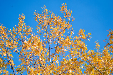 poplar trees with golden autumn leaves in sunlight