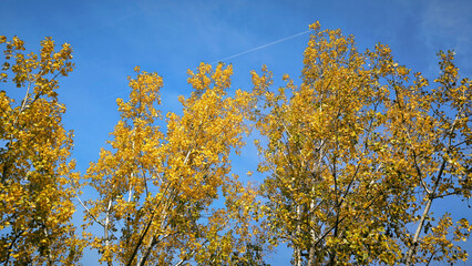Fototapeta premium poplar trees with golden autumn leaves in sunlight