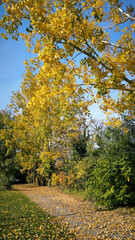 Fototapeta premium poplar trees with golden autumn leaves in sunlight