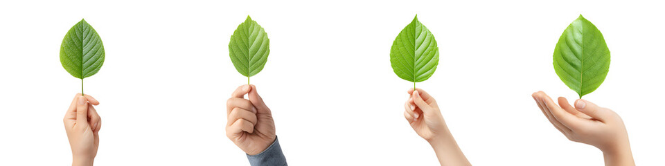 Hands Holding Green Leaves Isolated on White - Stock Image