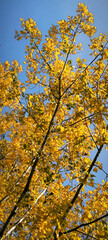 Fototapeta premium poplar trees with golden autumn leaves in sunlight