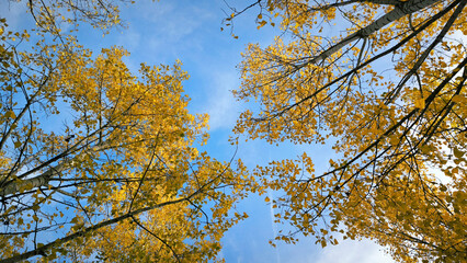 poplar trees with golden autumn leaves in sunlight