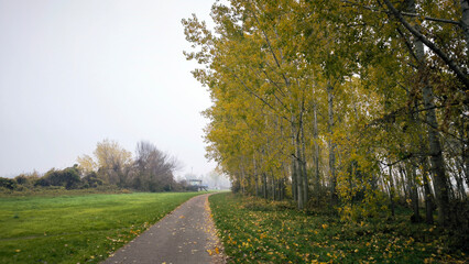 Obraz premium poplar trees with golden autumn leaves in sunlight