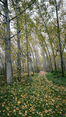 Obraz premium poplar trees in autumn colors leaning due the strong wind