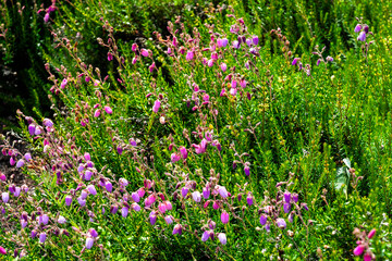 Heidekraut Daboecia cantabrica