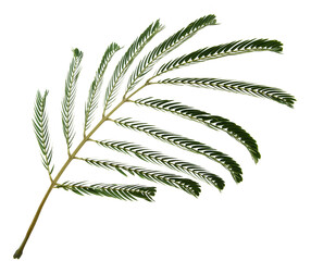 Hoja de planta. Imagen aislada. Fondo transparente