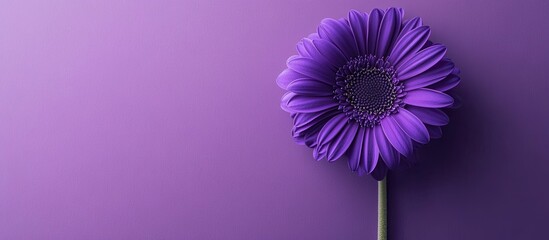 A vibrant purple flower set against a purple background, with ample space for text
