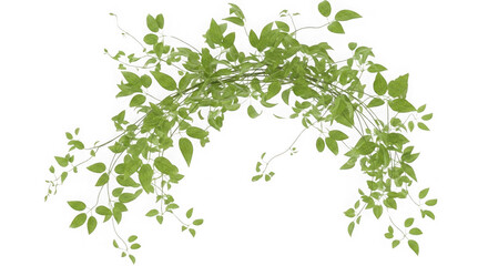 Green Vine Leaves On Black Background