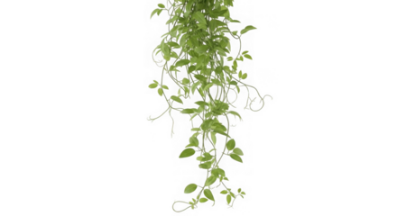 Hanging Vine Green Leaves Isolated