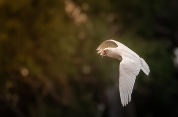 Corella in flight.