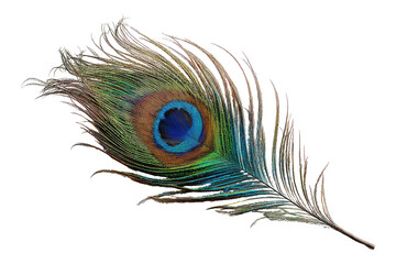 Detailed peacock feather, vibrant colors