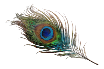 Detailed peacock feather, vibrant colors