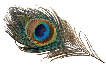Close-up of a peacock feather, showing intricate iridescence and texture